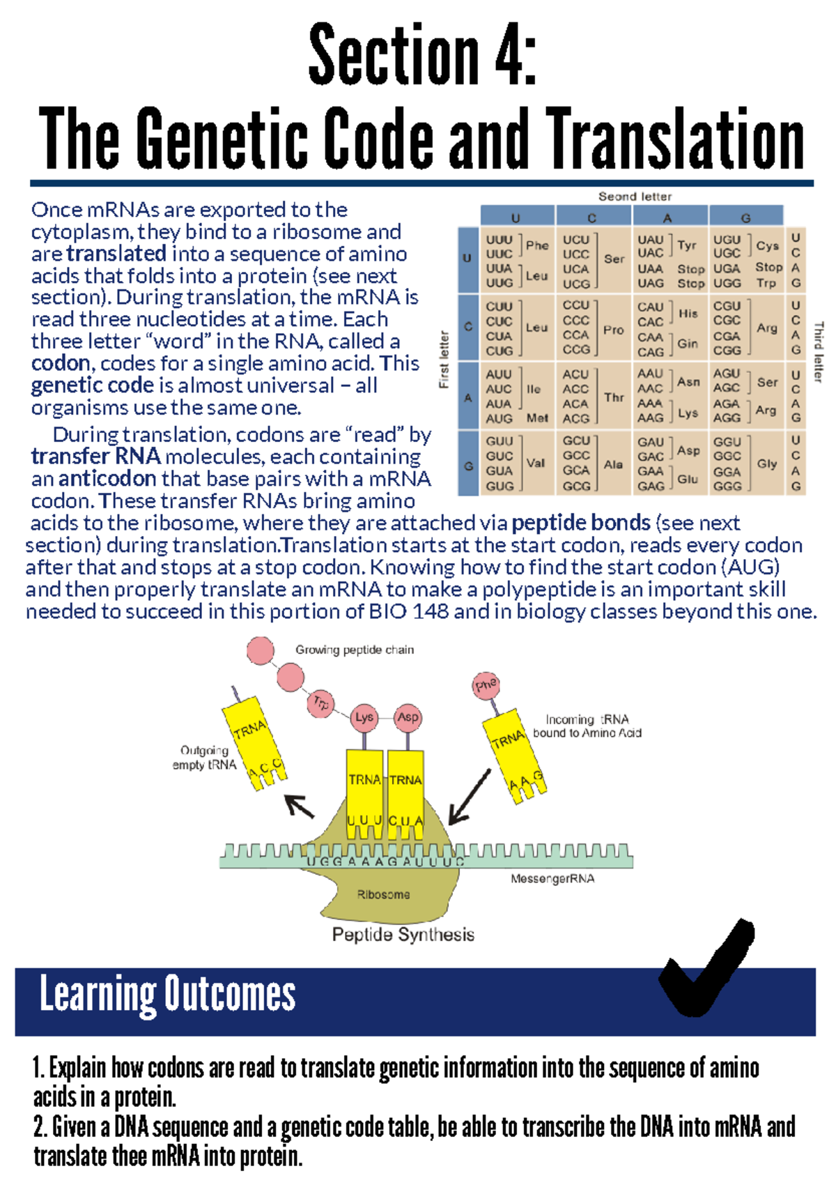 Unit 3 Section 4 - Notes - Section 4: The Genetic Code and Translation ...
