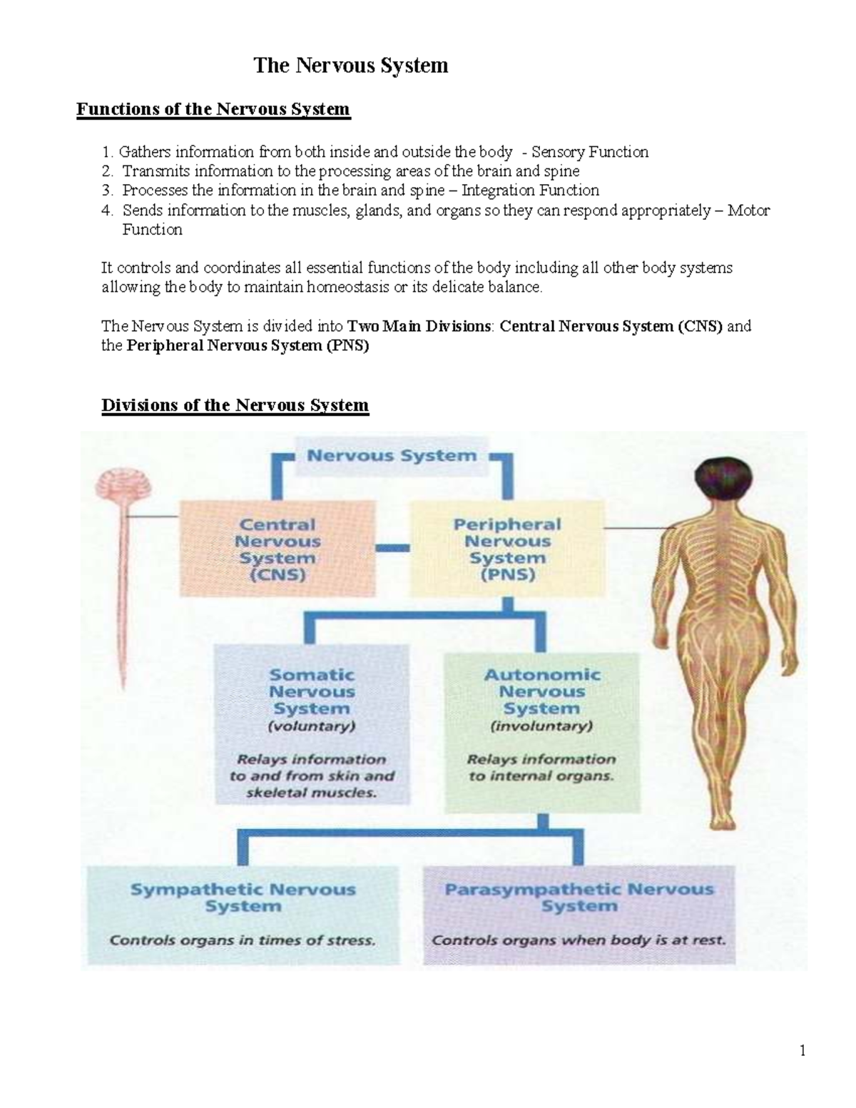 10PSY Neuropsych: Functions and Structure of the Nervous System - Studocu