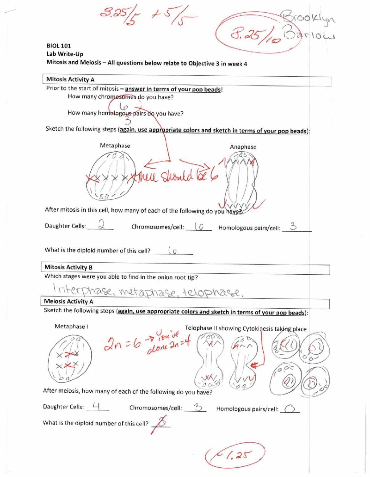BIOL 101 Lab Report: Exploring Mitosis & Meiosis Techniques - Studocu