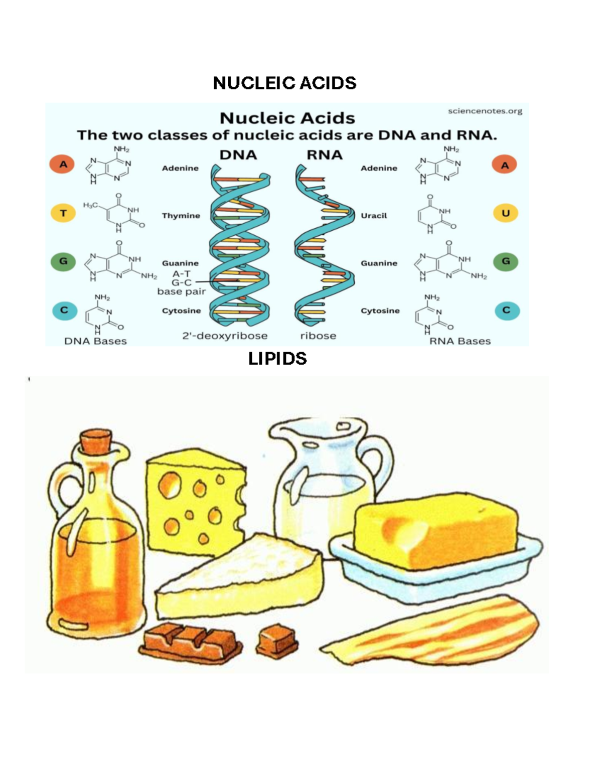 NUC 101: Nucleic Acids Overview and Key Concepts - Studocu