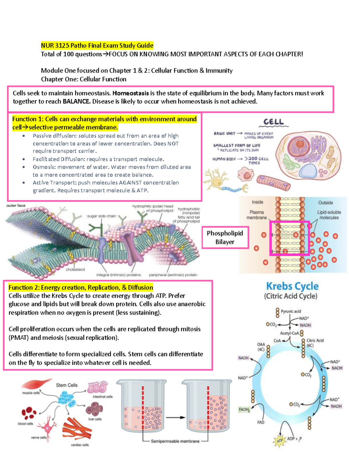 NUR 3125 Pathophysiology Final Exam Study Guide: Key Concepts & Balance ...