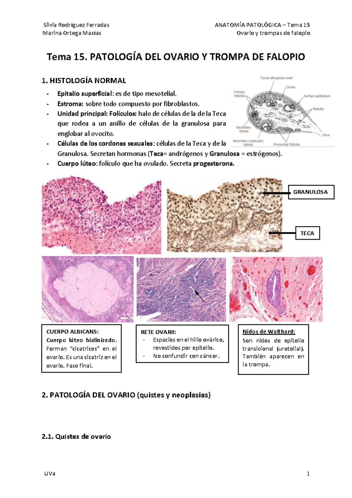 15. Patología Ovarica y de Trompas de Falopio: Aspectos Clave y Neoplasias - Document Preview