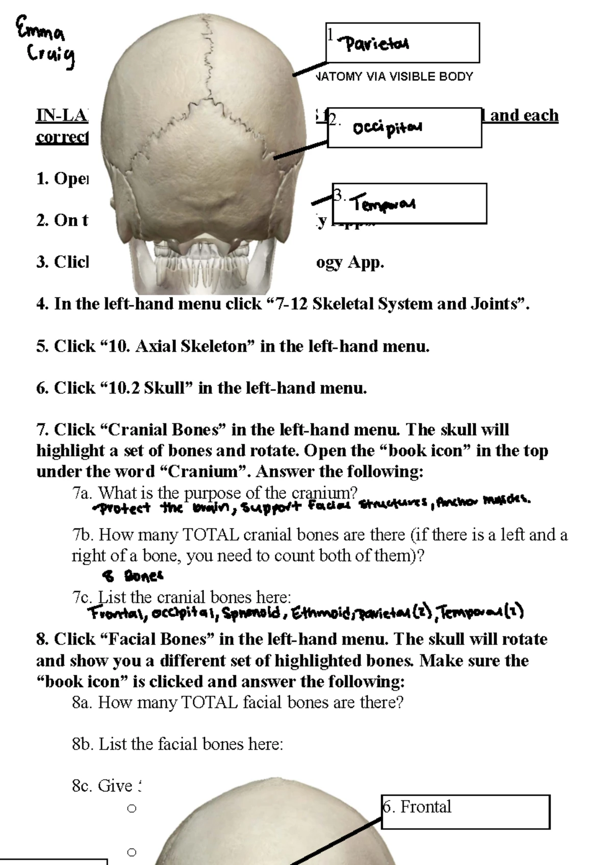 BIO 210 Lab 5: Skull Anatomy Study Guide - SU2022 - Studocu