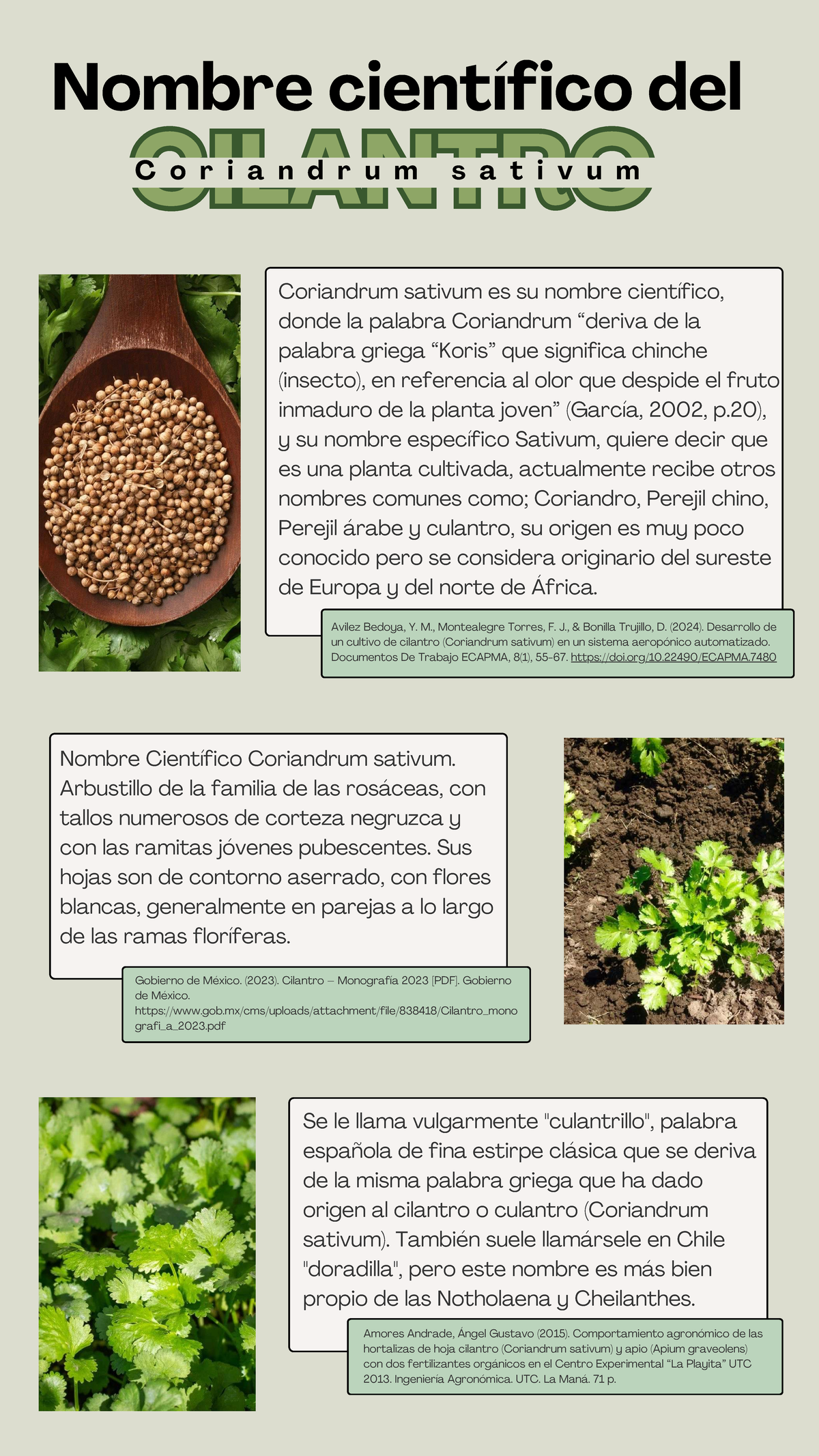 CILANTRO: Nombre Científico y Cultivo Aeropónico - Investigación - Studocu