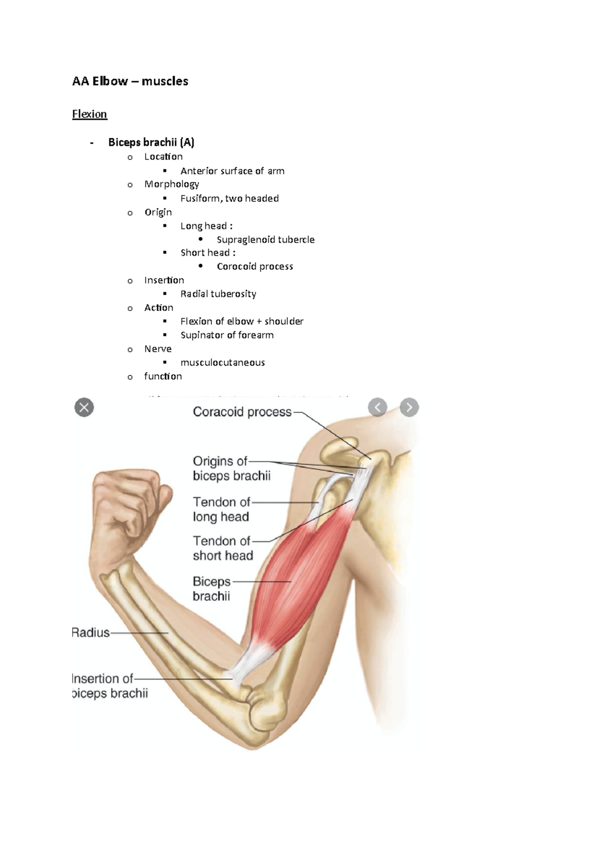 Elbow Flexion Muscles Anatomy