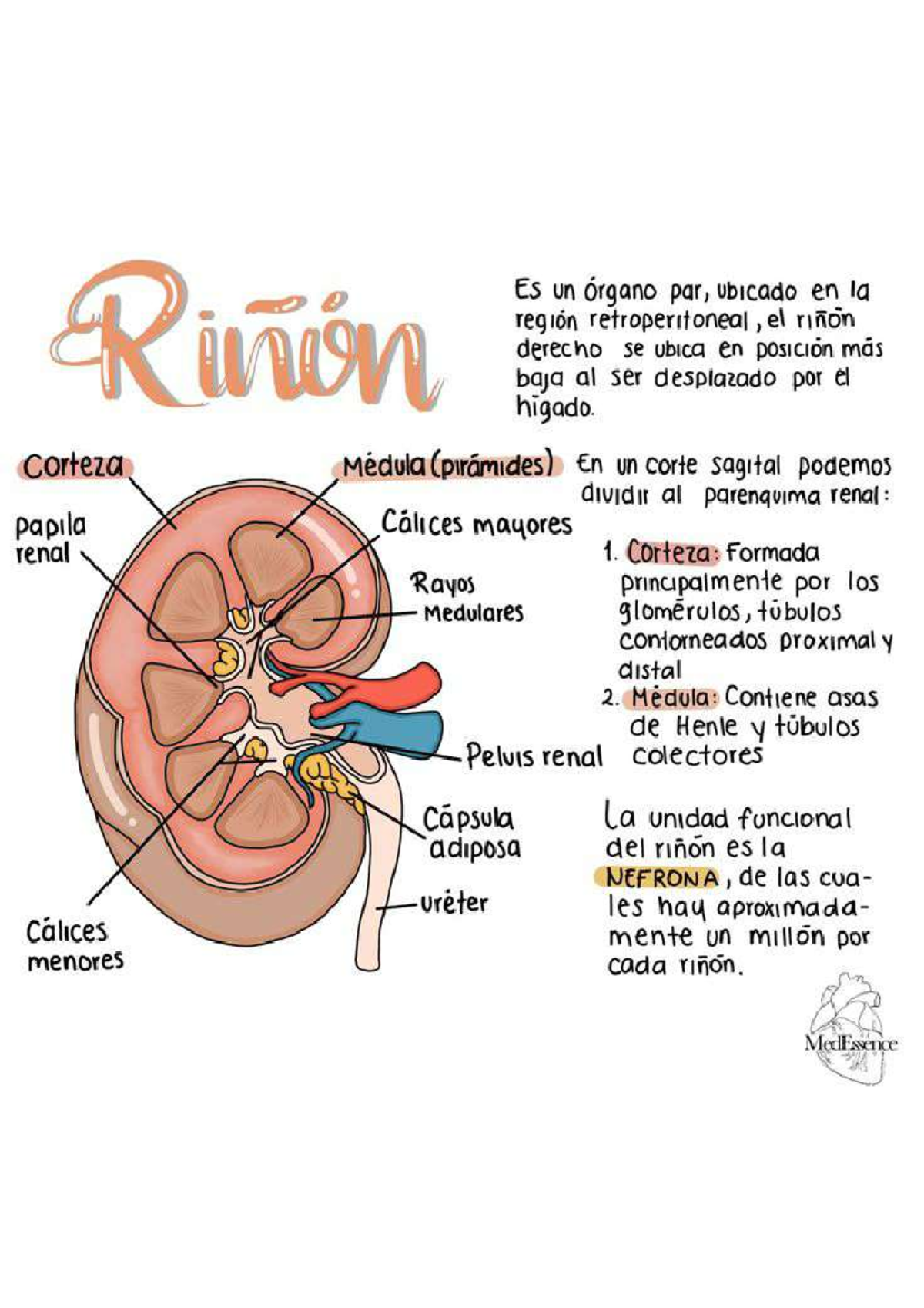 Anatomía del riñón - Anatomia del riñon - Rinon Es un órgano par ...