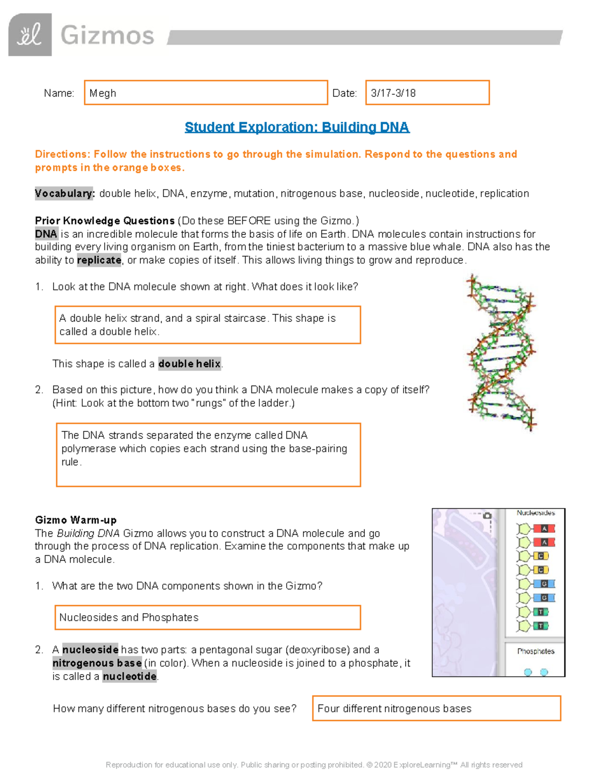 Exploring DNA Structure and Replication with Gizmo Simulation - Studocu