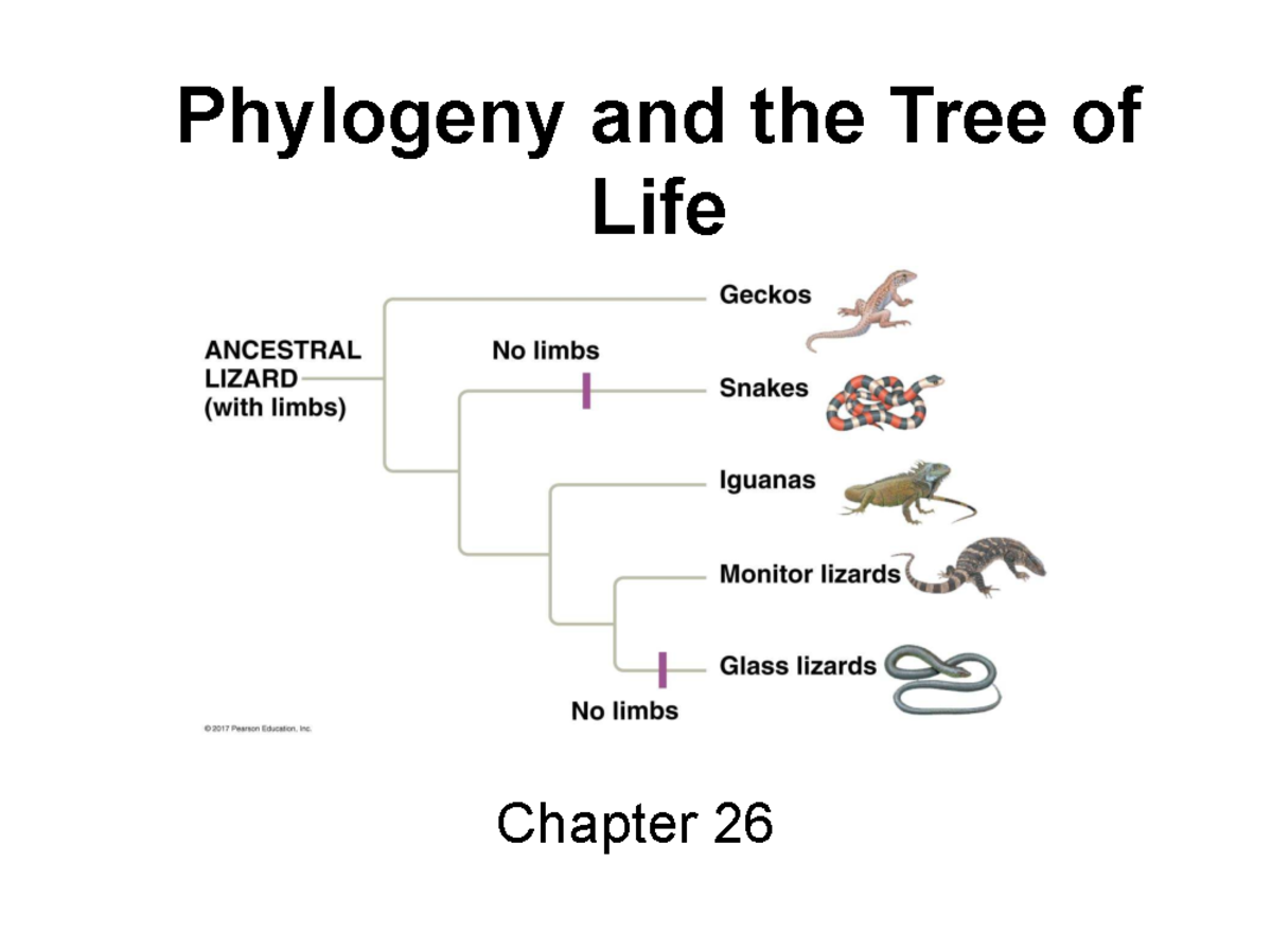 Understanding Systematics and Phylogenetics: Key Concepts and ...