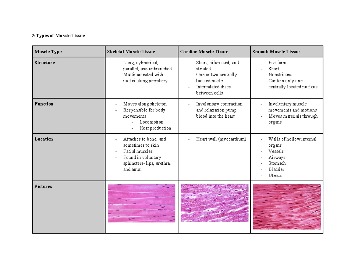 Understanding the Muscles of the Leg and Foot: Anatomy and Functions ...