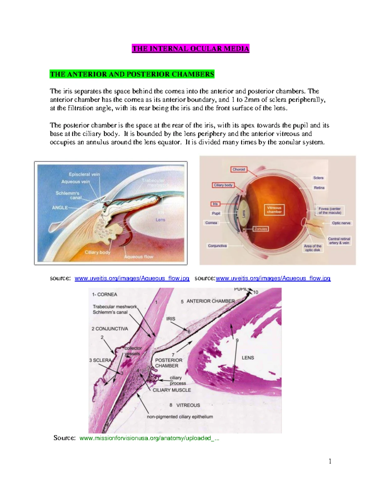 The Visual Pathway- Optic chiasm - The Visual Pathway CHAPTER OUTLINE ...