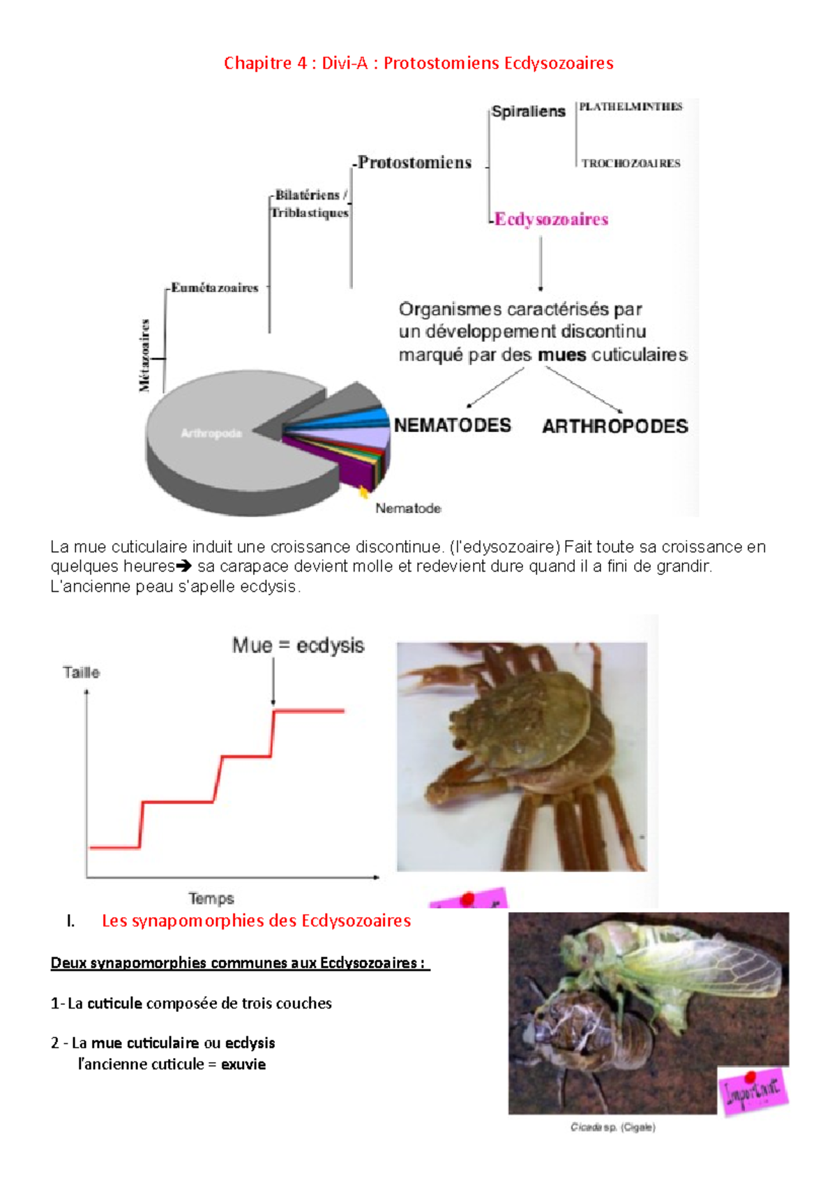 Chapitre 4- Protostomiens Ecdysozoaires - Chapitre 4 : Divi-A ...
