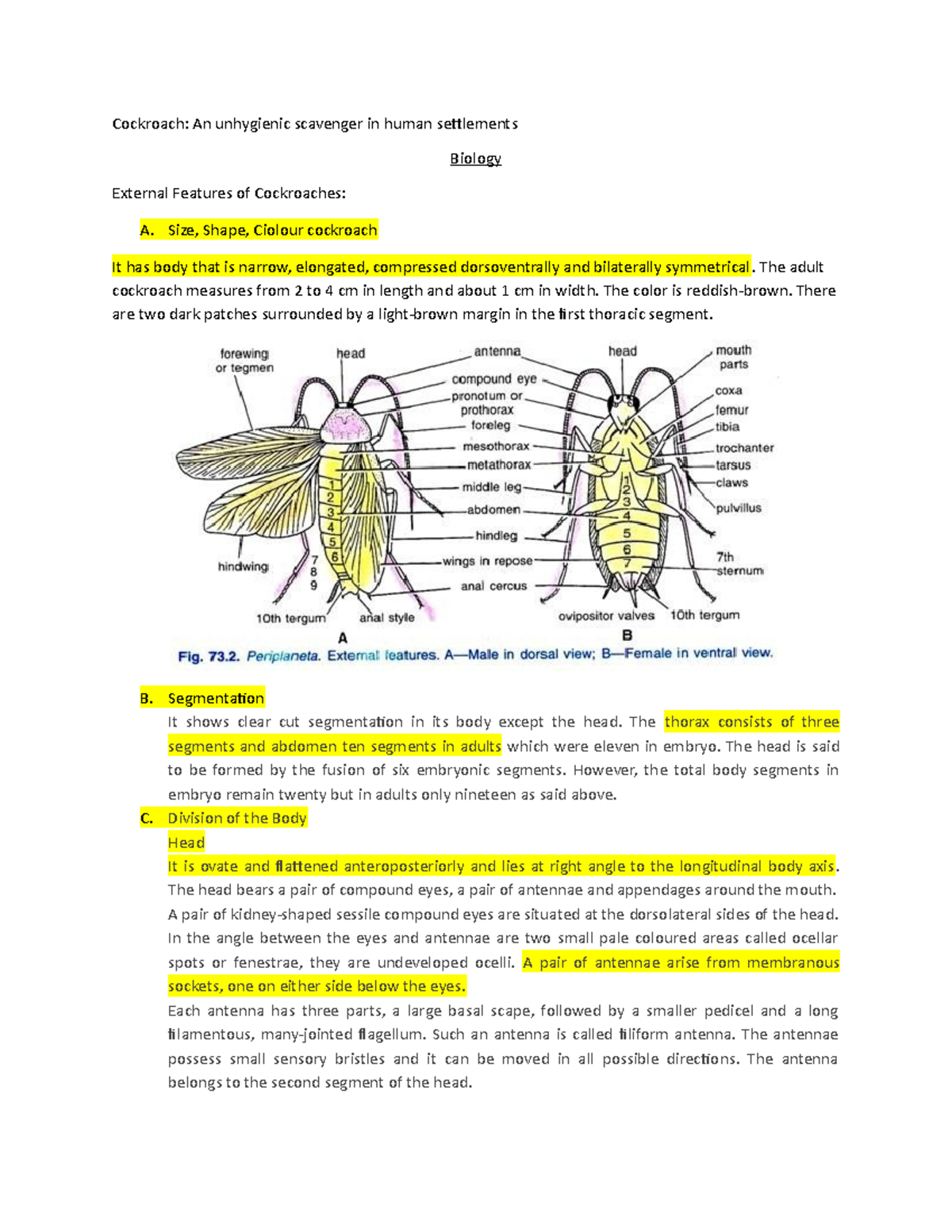 Cockroaches - Cockroach: An unhygienic scavenger in human settlements ...