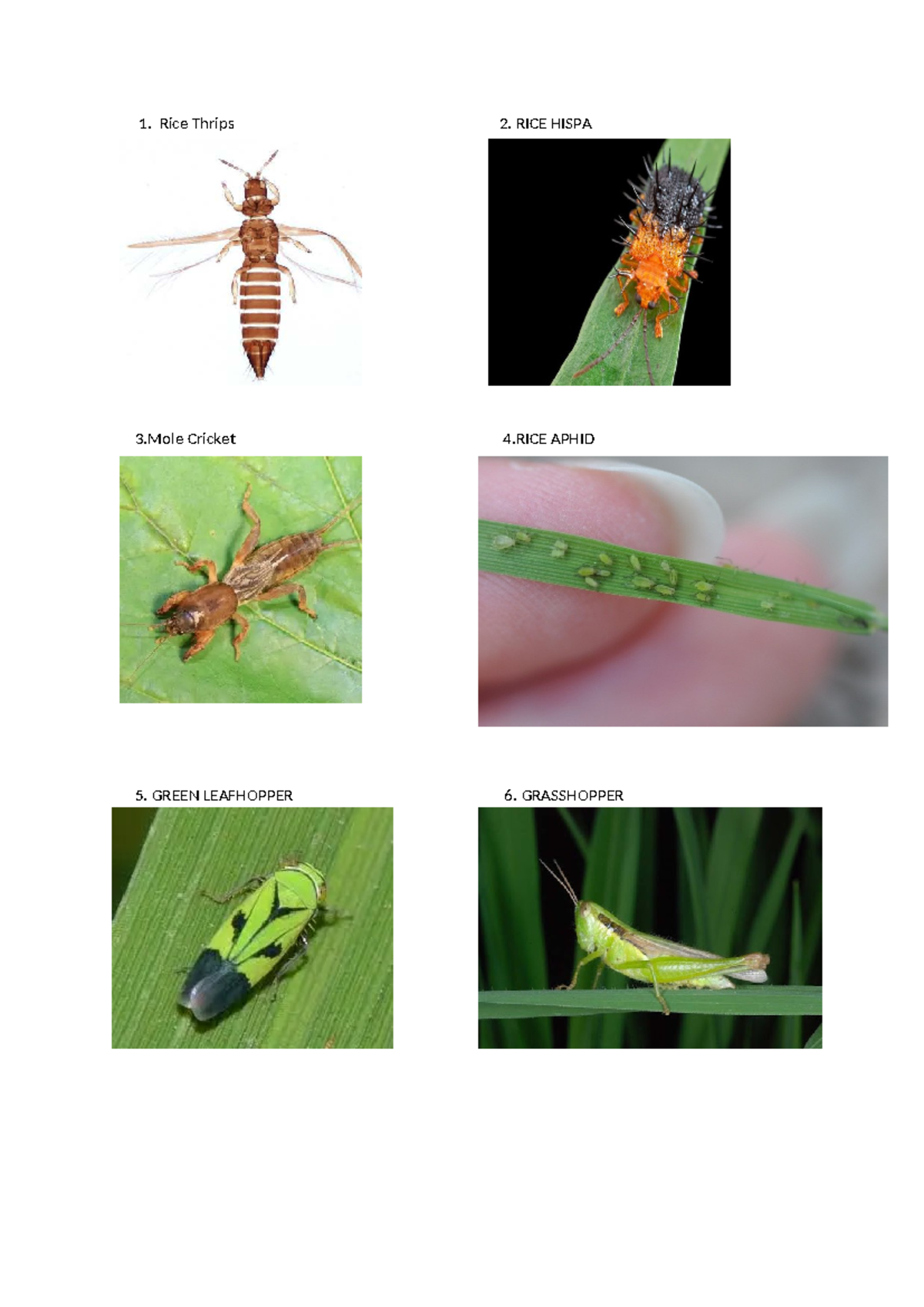 Insect pests of RICE - pest pic identification - Bachelor of ...