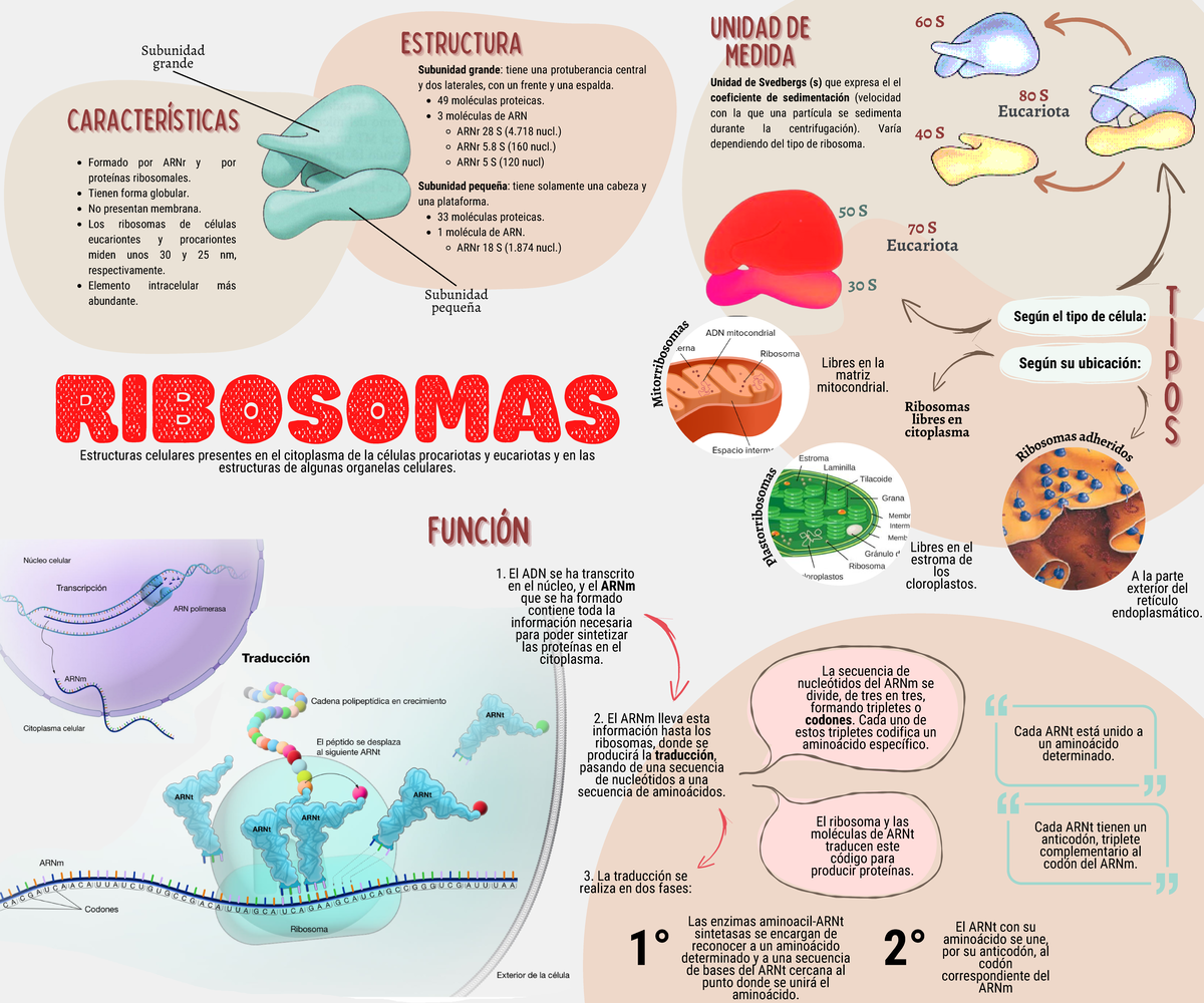 Que Son Los Ribossomos