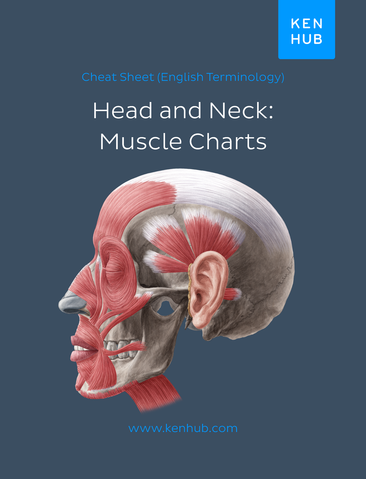 489336279 Head and Neck Anatomy Cheat Sheet for Muscles - Studocu