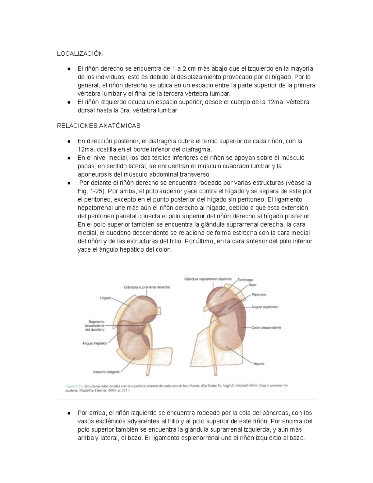 Anatomía del Riñón: Localización y Relaciones (ANAT 101) - Studocu