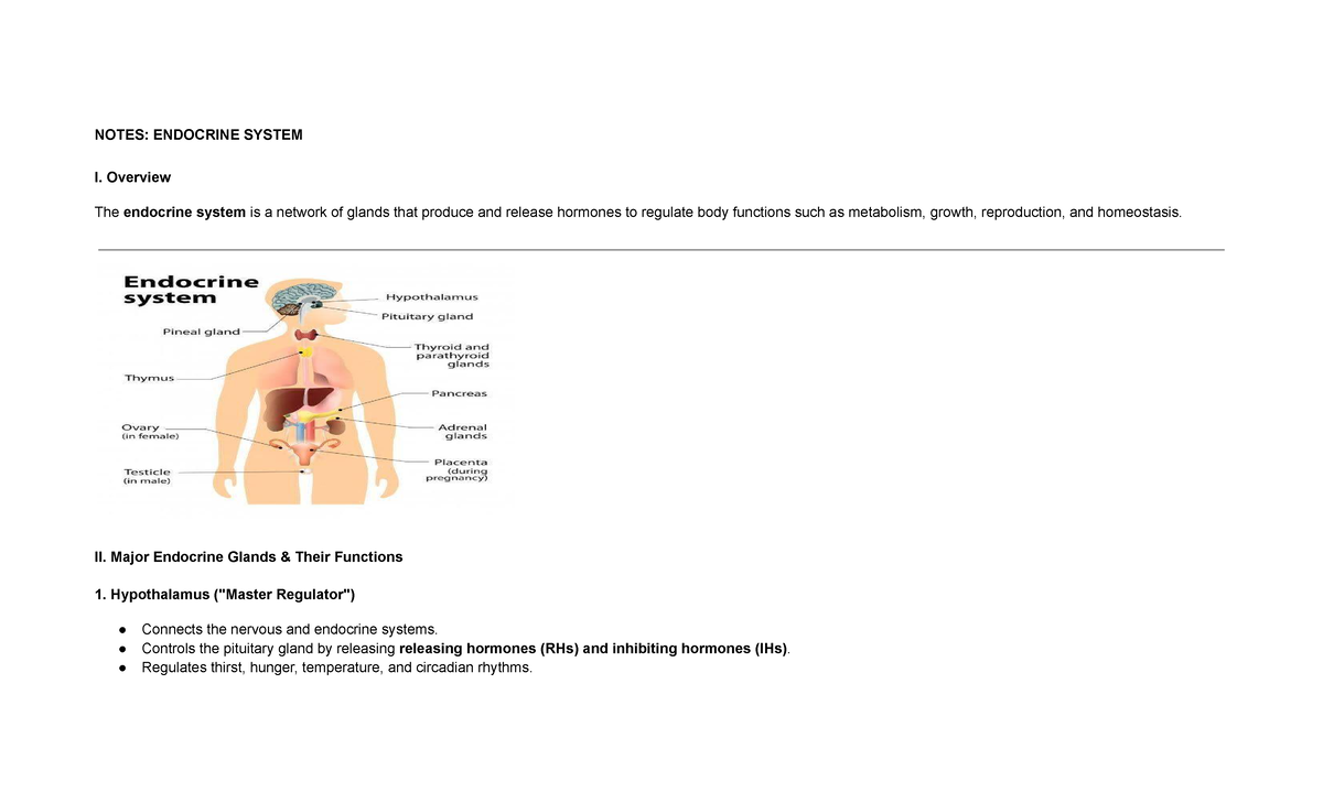 Endocrine System Overview: Key Notes for NS Course - Studocu