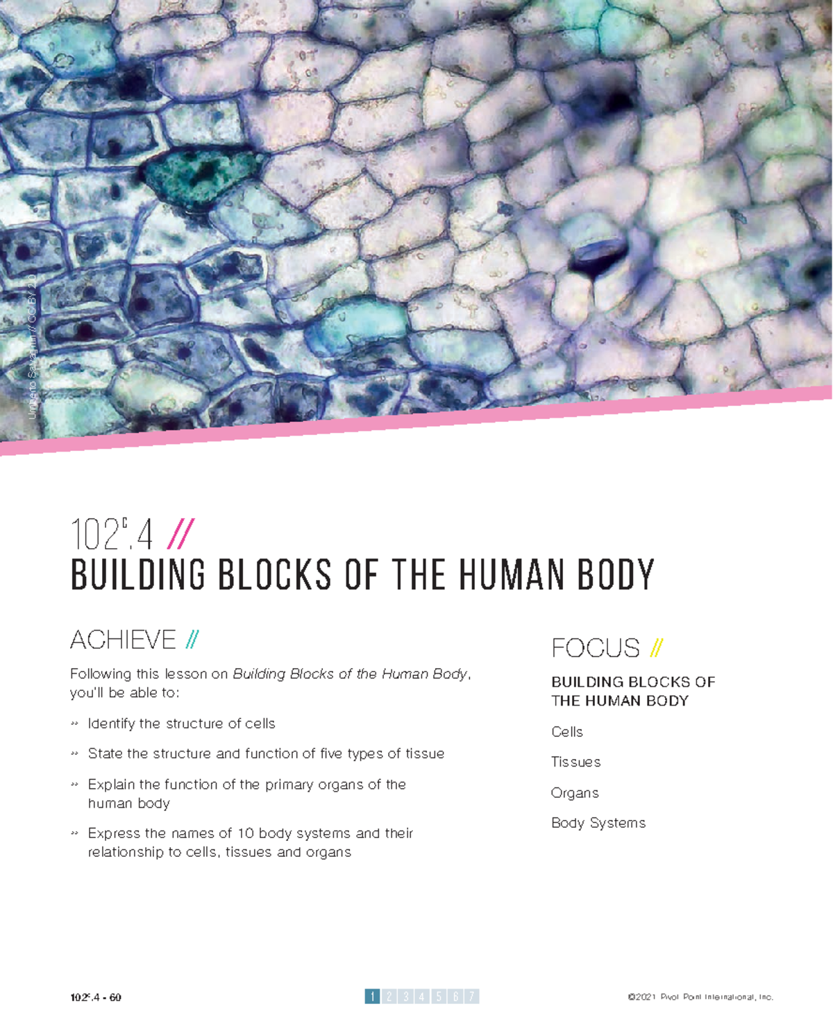 102 C.4 Building Blocks of the Human Body - Smart Notes - Studocu