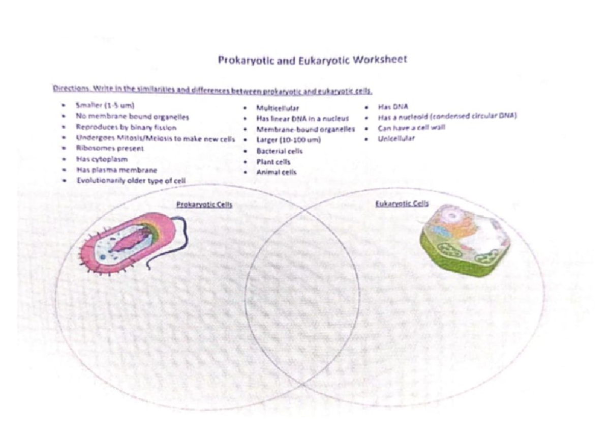 Prokaryotic And Eukaryotic Cells Worksheet Comparing Prokaryotes