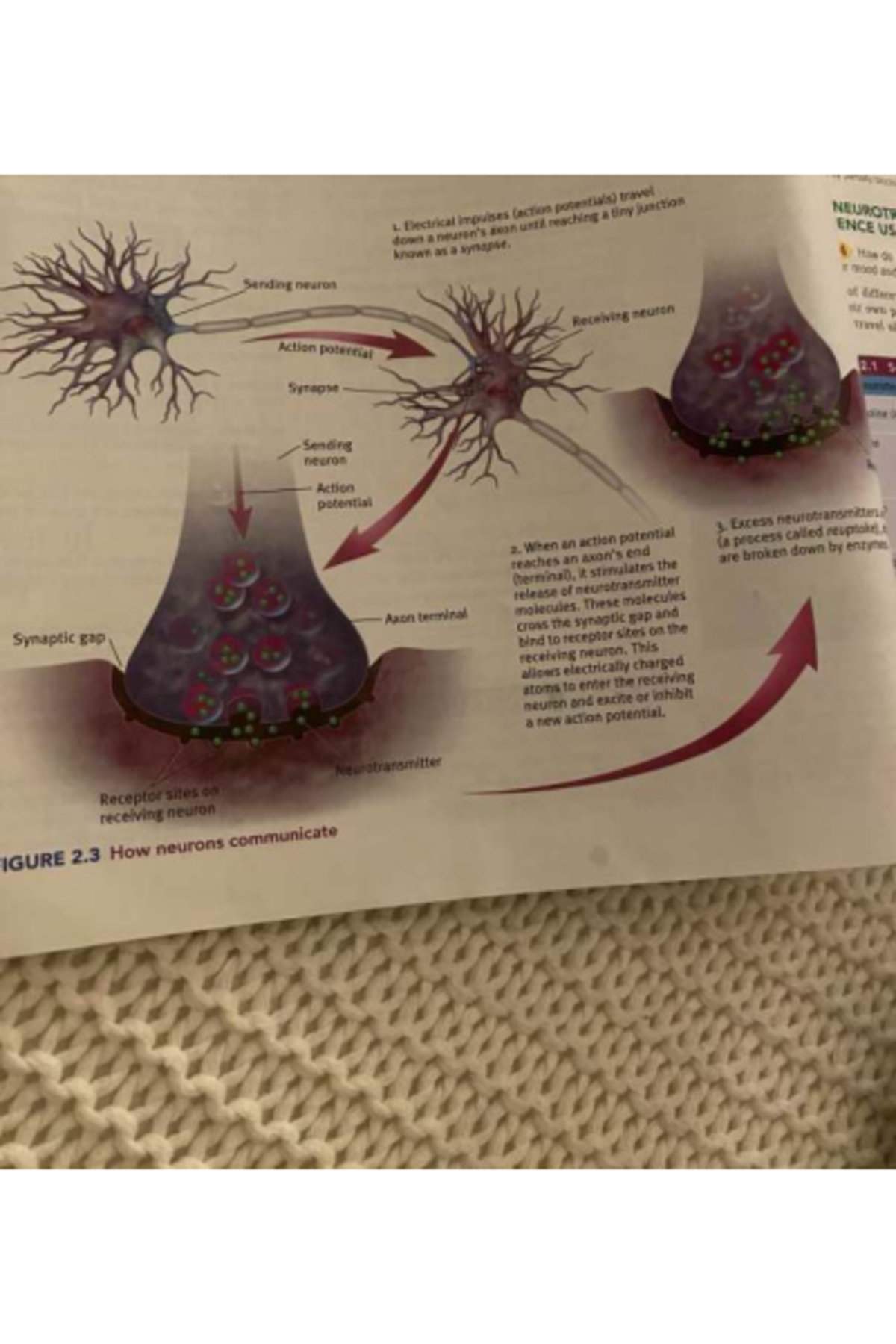 NEUR 101: Key Insights on Neuron Communication and Action Potentials ...