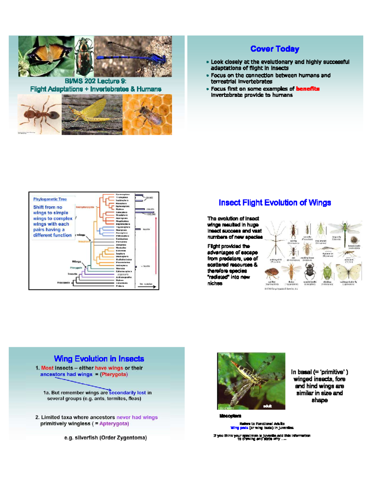 BI/MS 202 Lecture 9: Flight Adaptations & Invertebrates - Studocu