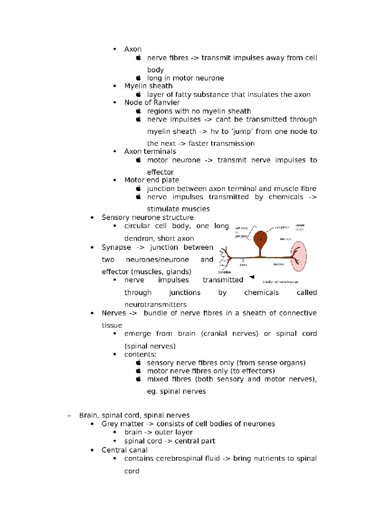 Nervous System Overview: Part Two Insights and Key Concepts - Studocu