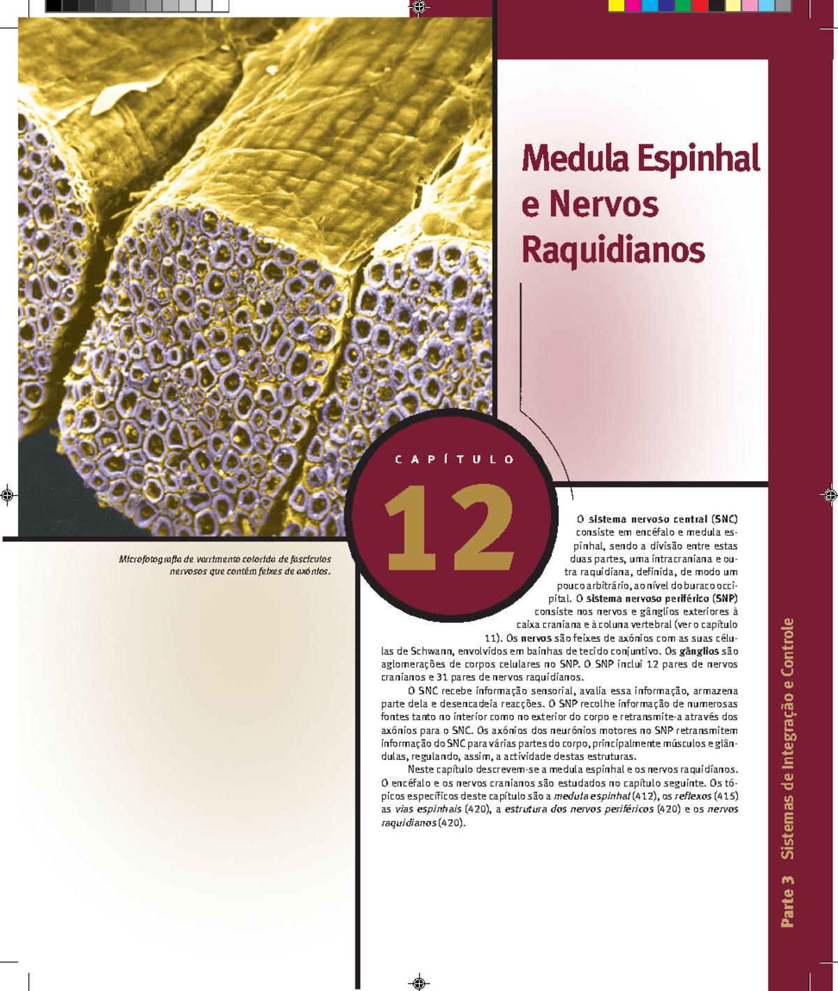 Capítulo 12 - Estrutura e Funções da Medula Espinhal e Nervos ...