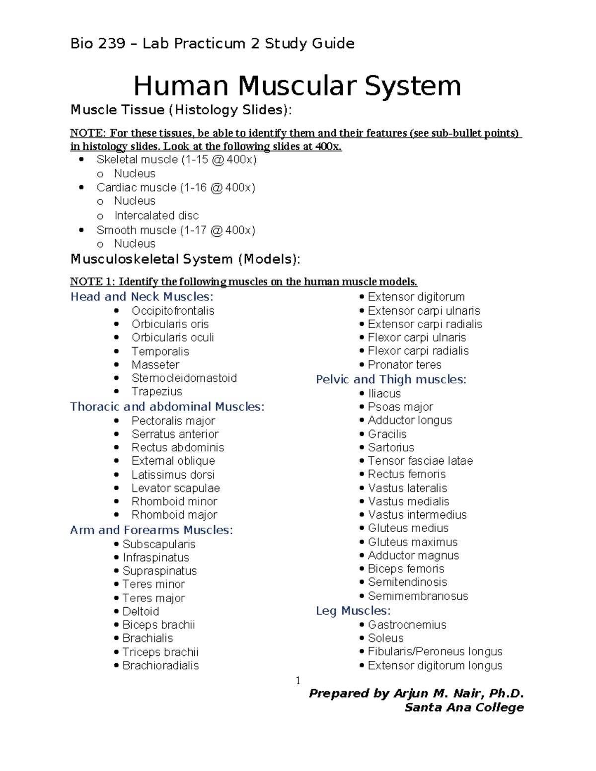 Practicum 2 Study Guide: Human and Cat Muscular Systems Overview - Studocu