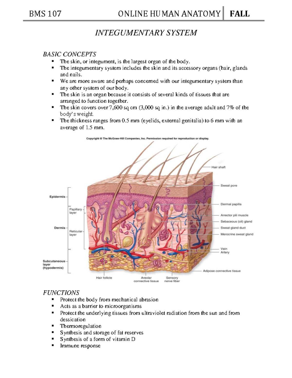 Ch. 5 Integumentary System Anatomy Review and Key Concepts - Studocu