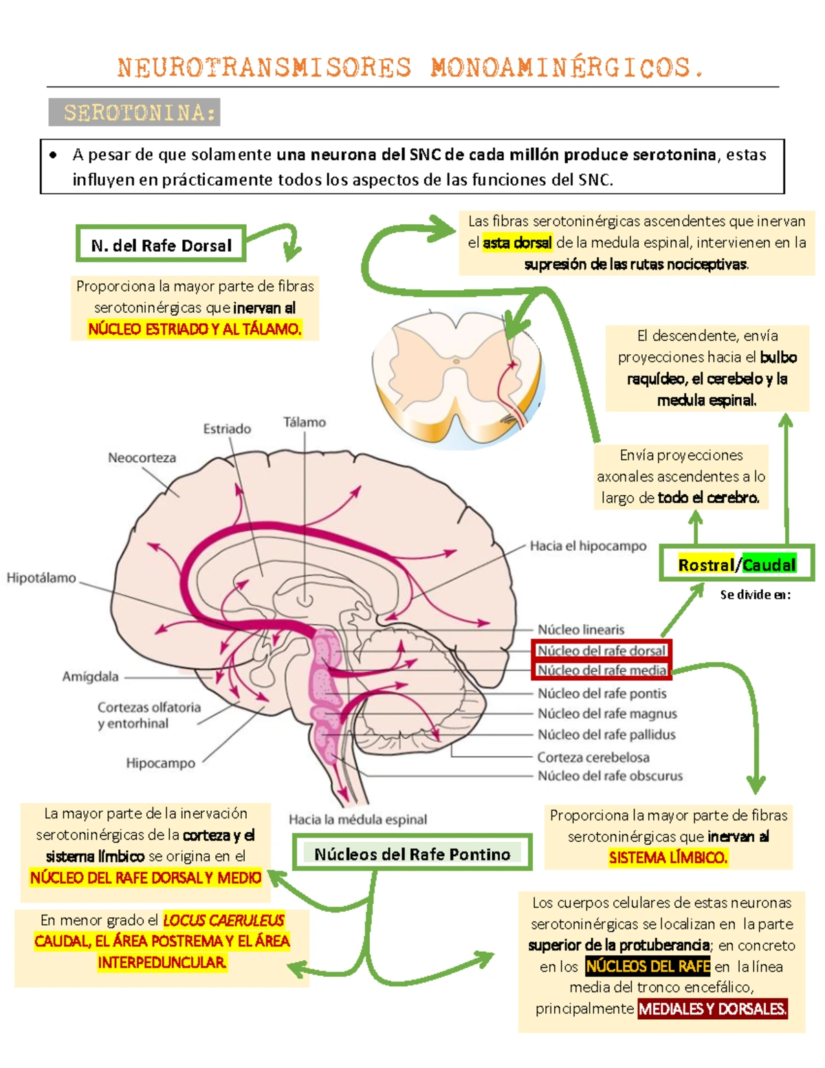 Resumen de Psicología: Teorías de Freud y el Psicoanálisis (Kaplan ...