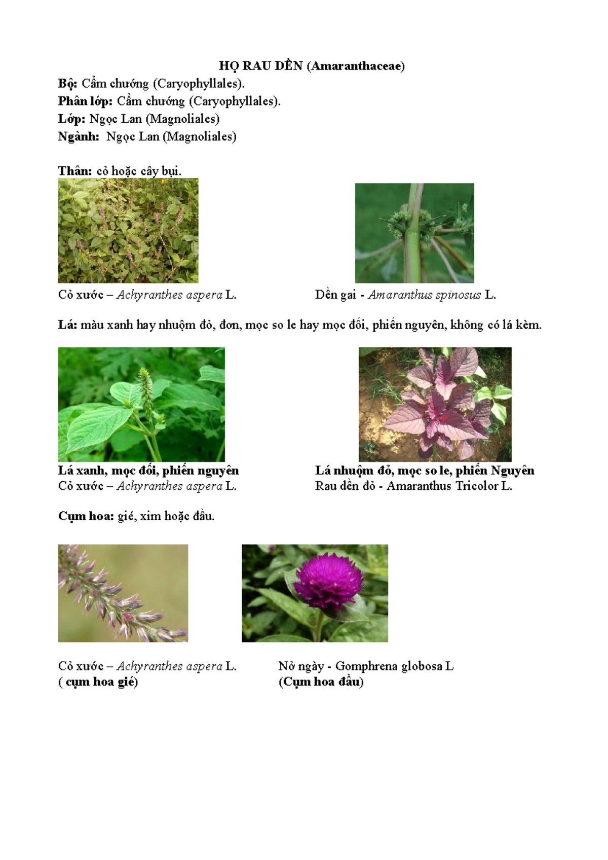 HỌ RAU DỀN (Amaranthaceae): Đặc Điểm và Câu Hỏi Ôn Tập - Studocu