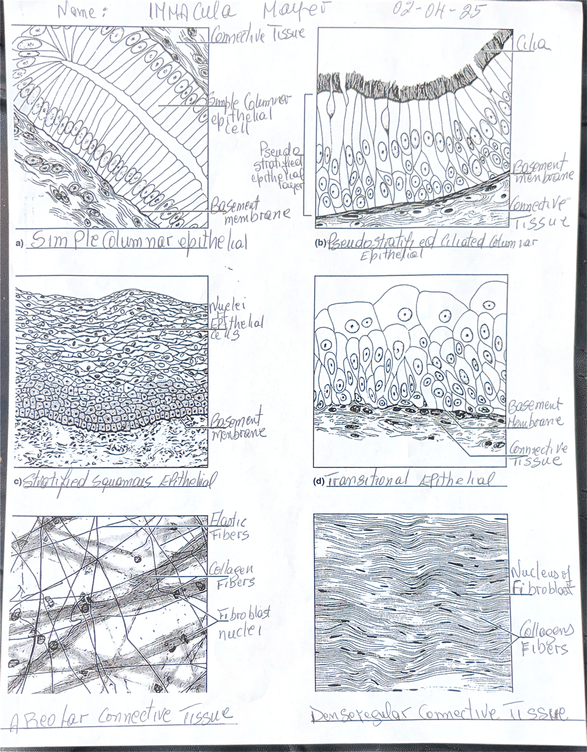 BIO101 - Connective Tissue Characteristics & Membrane Homework - Studocu