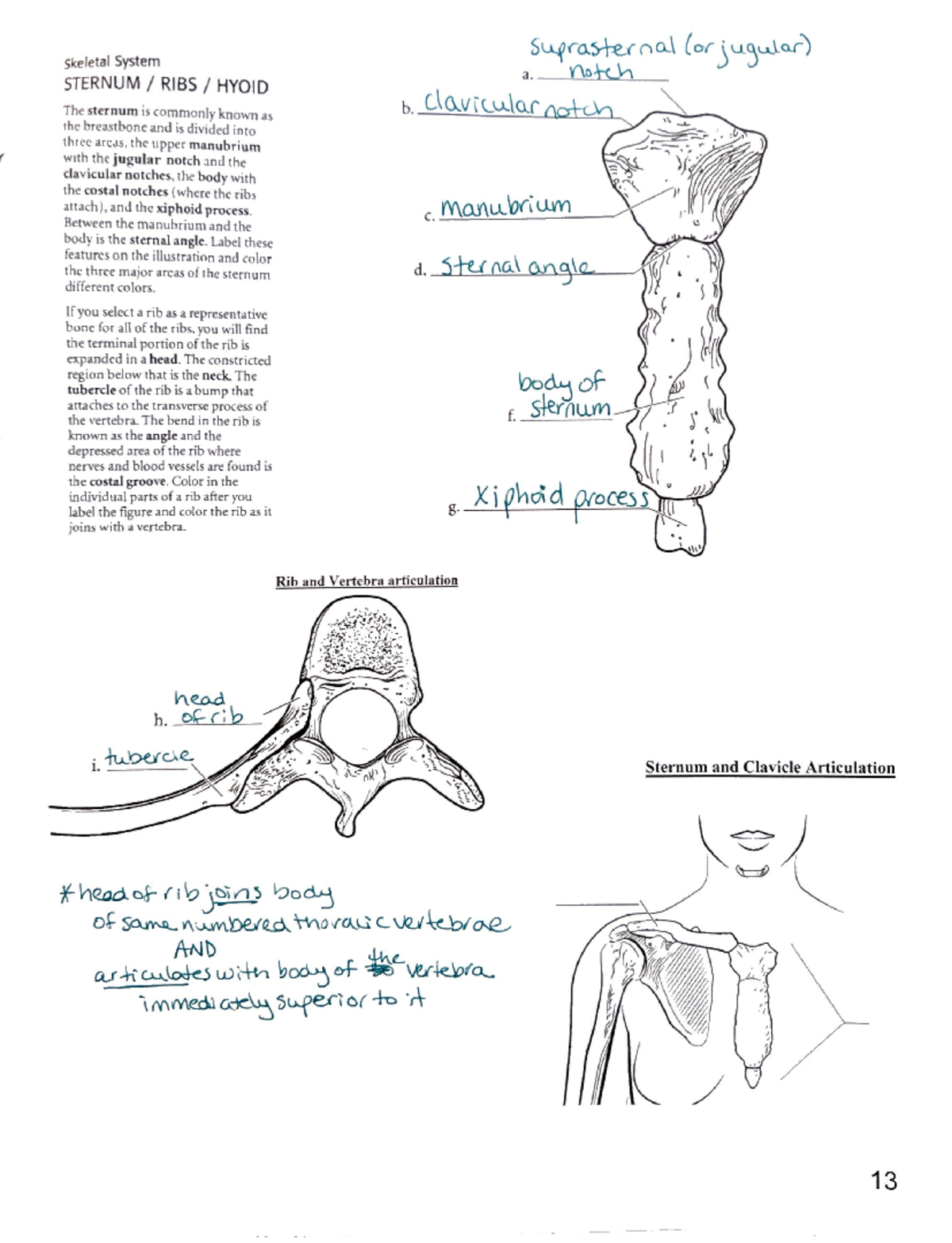 Ribs & sternum - notes - Skeletal System Suprasternal (or jugular) a ...