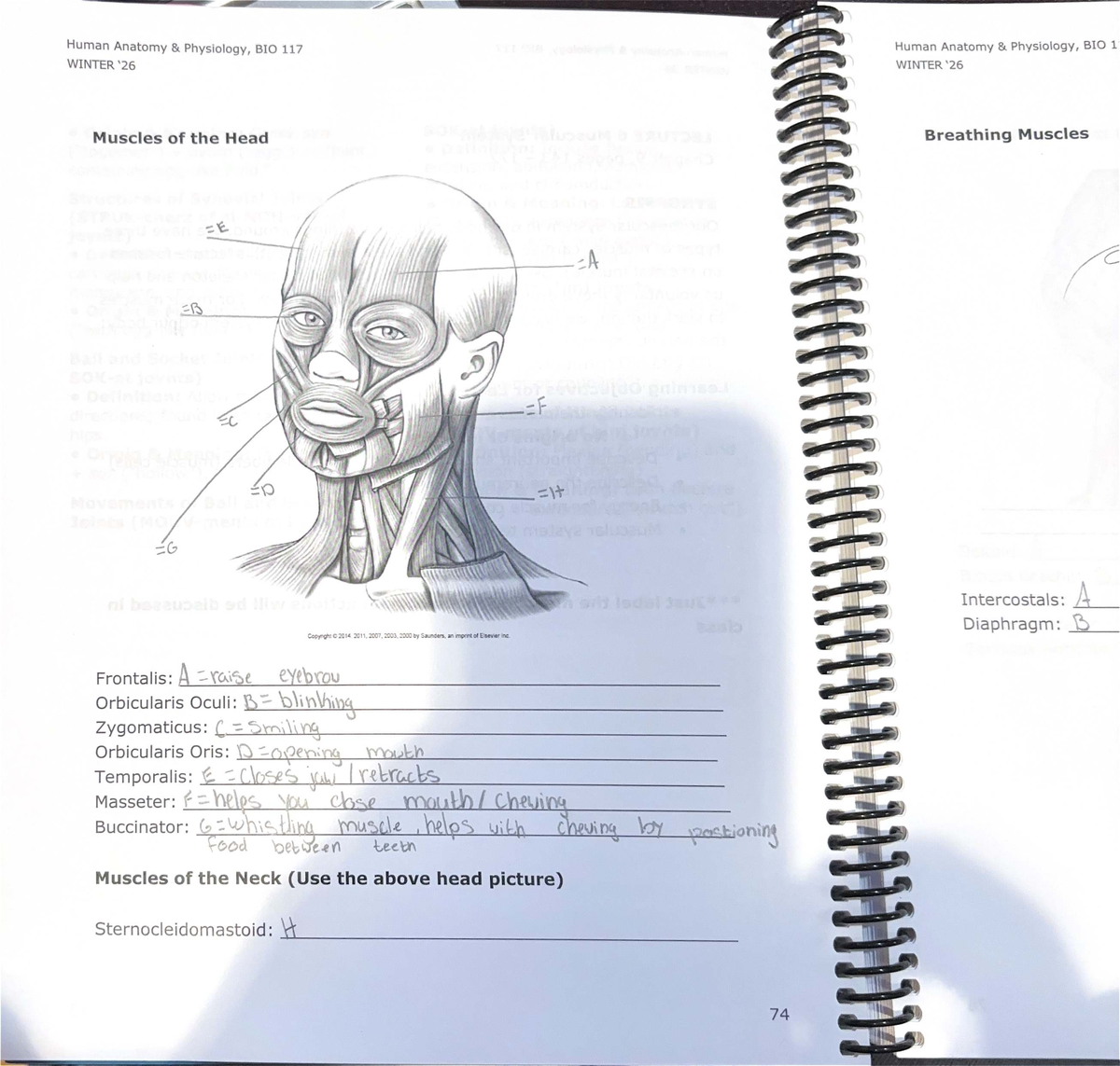 Muscles of the Head and Neck - BIO 117 Lecture Notes - Studocu