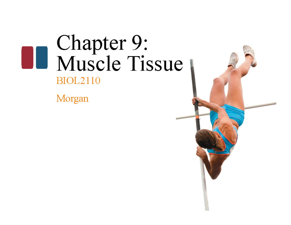 Chapter 9: Overview of Skeletal Muscle Tissue BIOL2110 - Chapter 9 ...