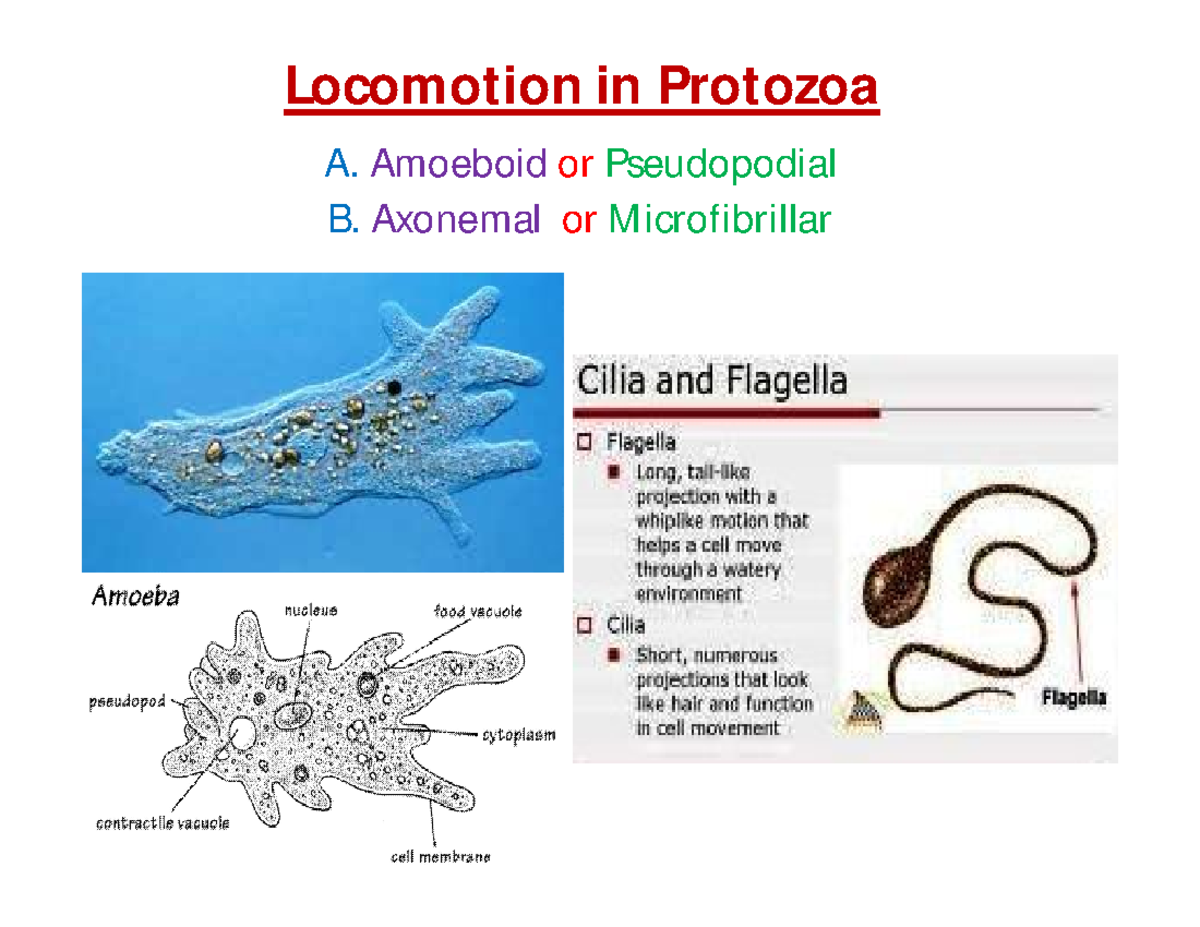 Locomotion In Amoeba Notes