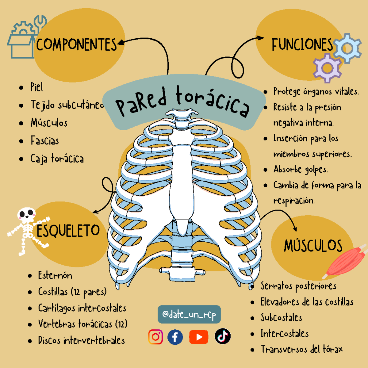 Caja Torácica - Infografía de la caja torácica - Piel Tejido subcutáneo ...