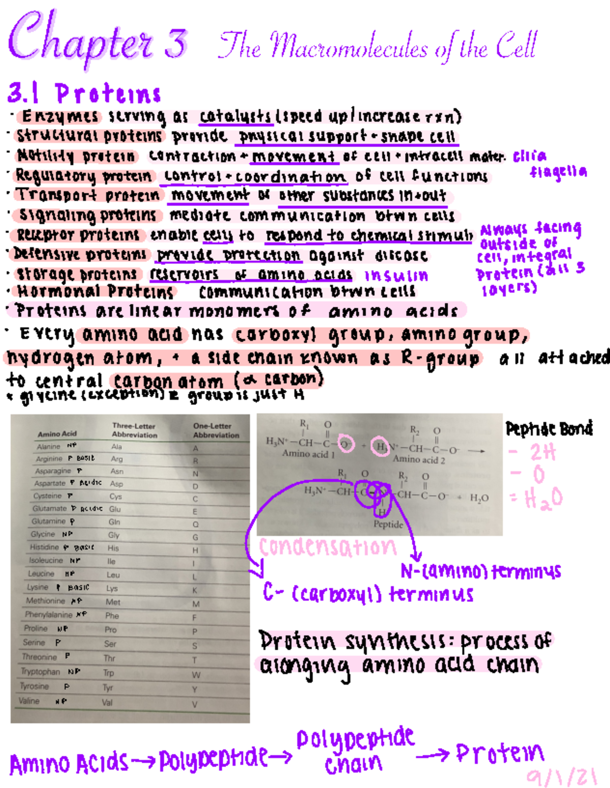 Protein Structure And Function Lecture Notes