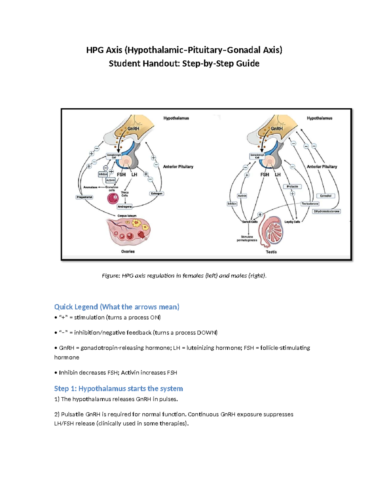 HPG Axis Regulation: Step-by-Step Guide for Students - Studocu