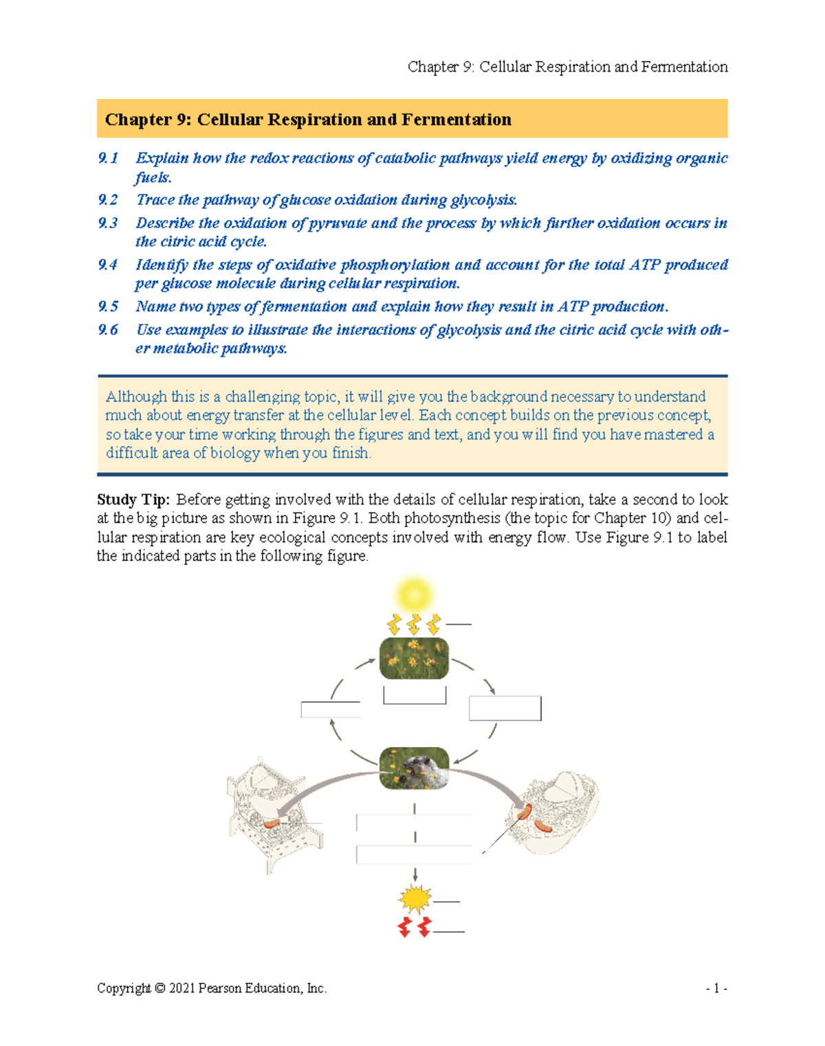 Ch. 9 Reading Guide: Cellular Respiration & Fermentation Concepts - Studocu