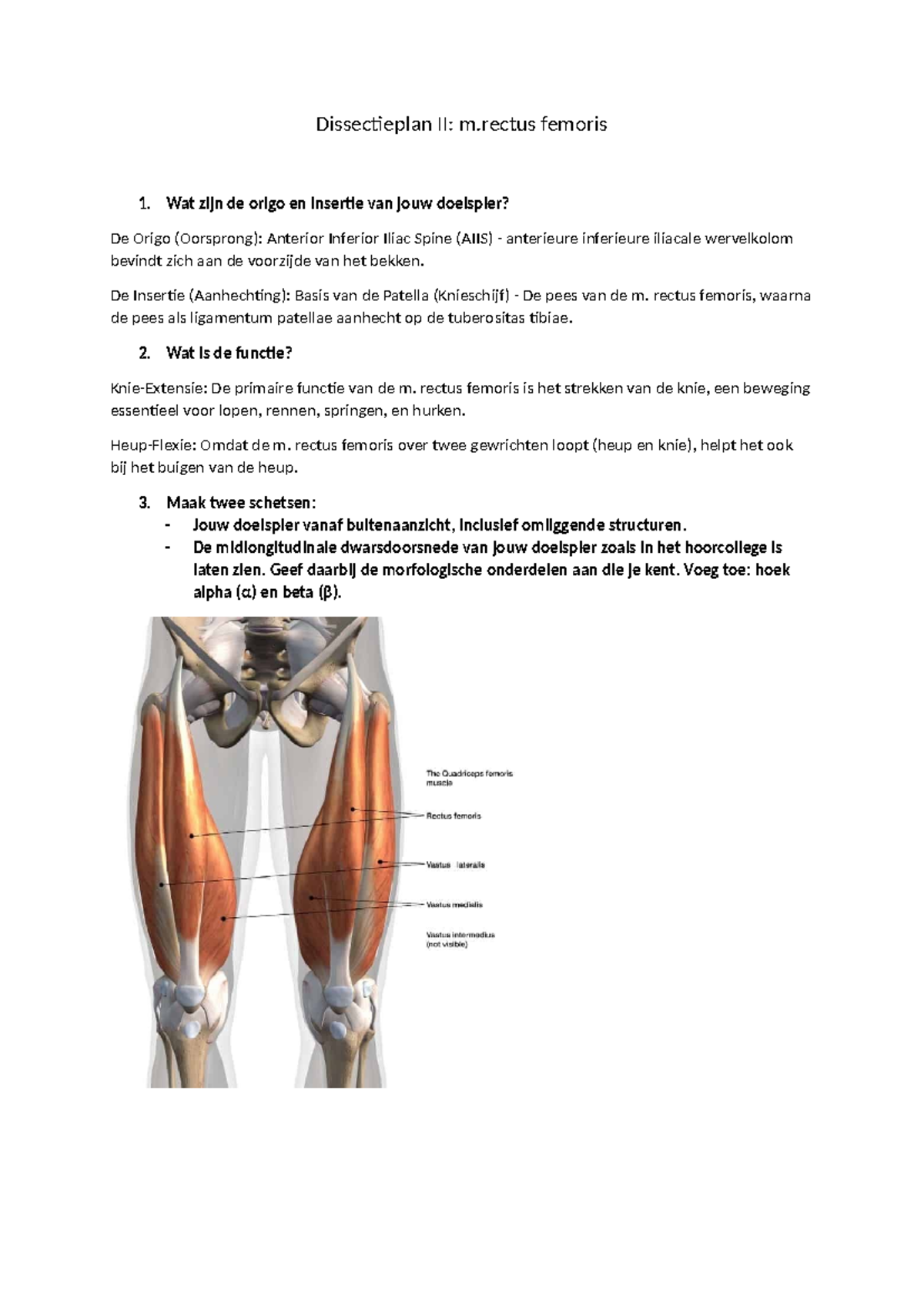 Dissectieplan II: m. Rectus Femoris Anatomie en Functie Uitleg ...