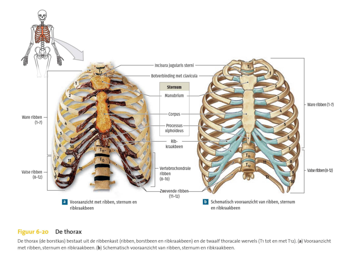 Anatomie van Beenderen en Gewrichten - Pdf 1 - Studocu
