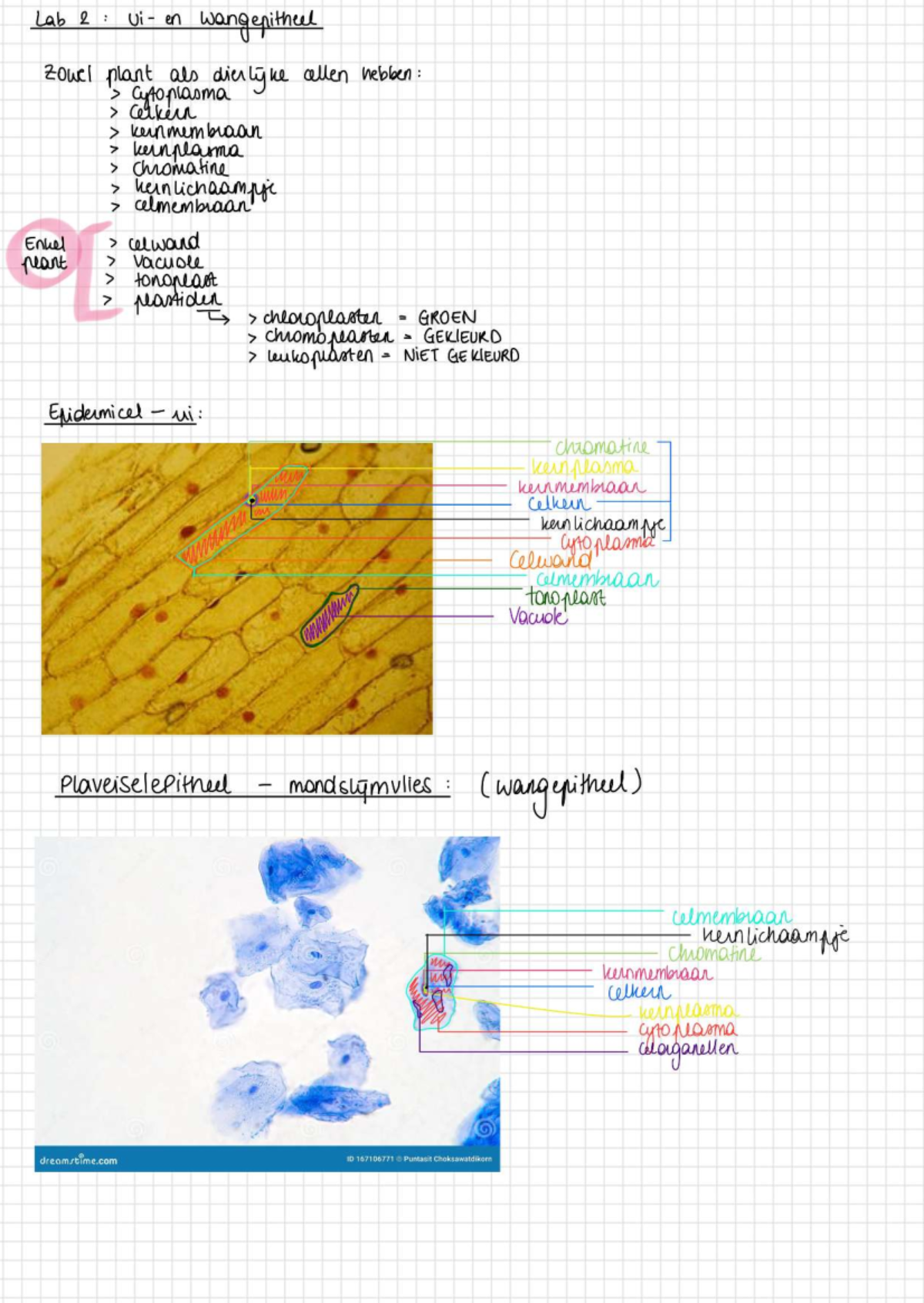 Labo Celbiologie: Lab 2 & 3 Epitheelweefsel en Cytoplasma - Studocu
