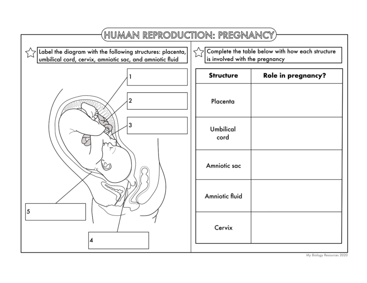 HUMAN REPRODUCTION: PREGNANCY WORKSHEET - ASD - Studocu