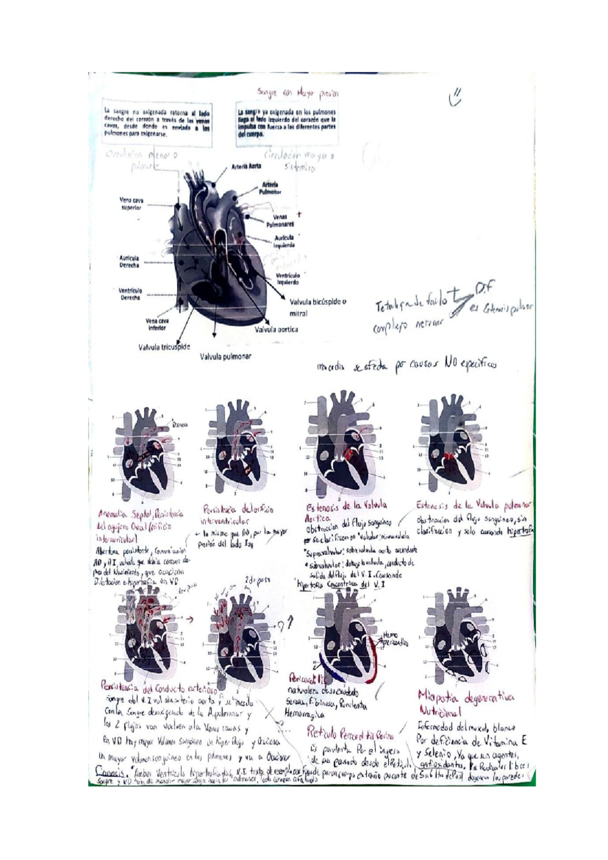 Sistema Cardio: Estudio de la Circulación Sanguínea y Patologías - Studocu