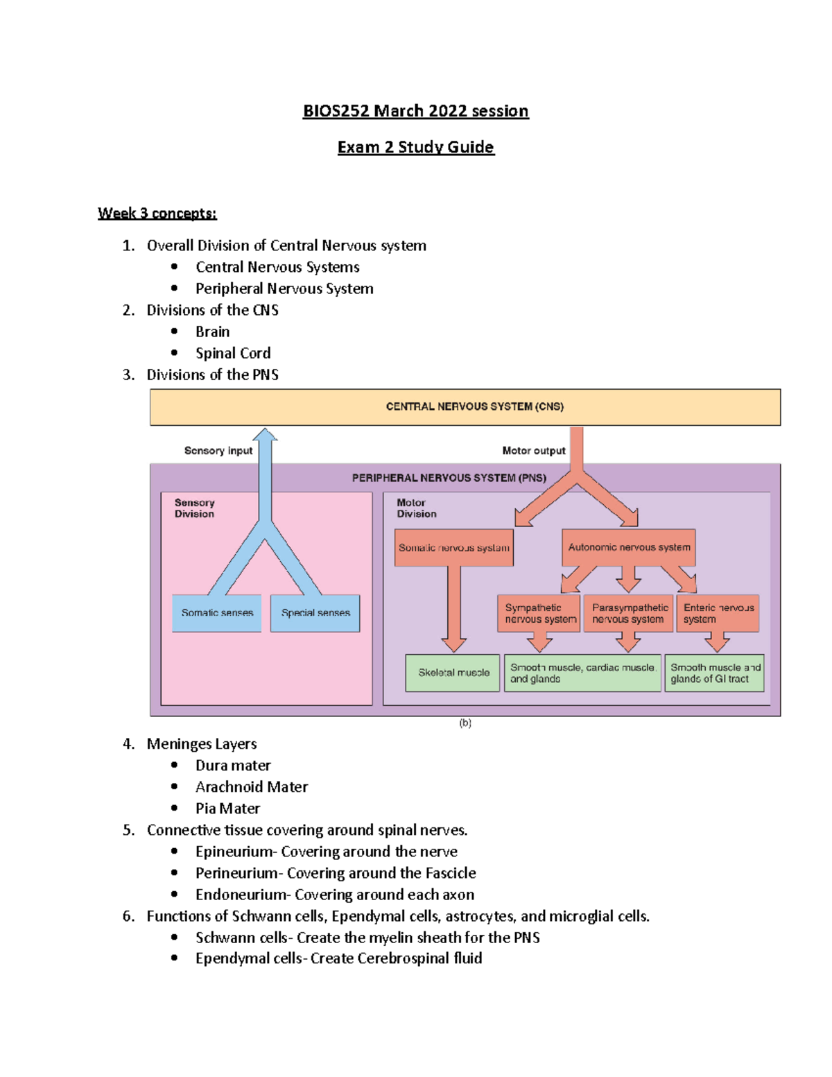 BIOS252 Exam 2 Study Guide - Central & Peripheral Nervous System - Studocu