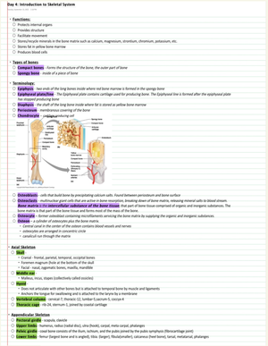Intro to Joints and Muscular System - Day 5: Joints and Muscular System ...