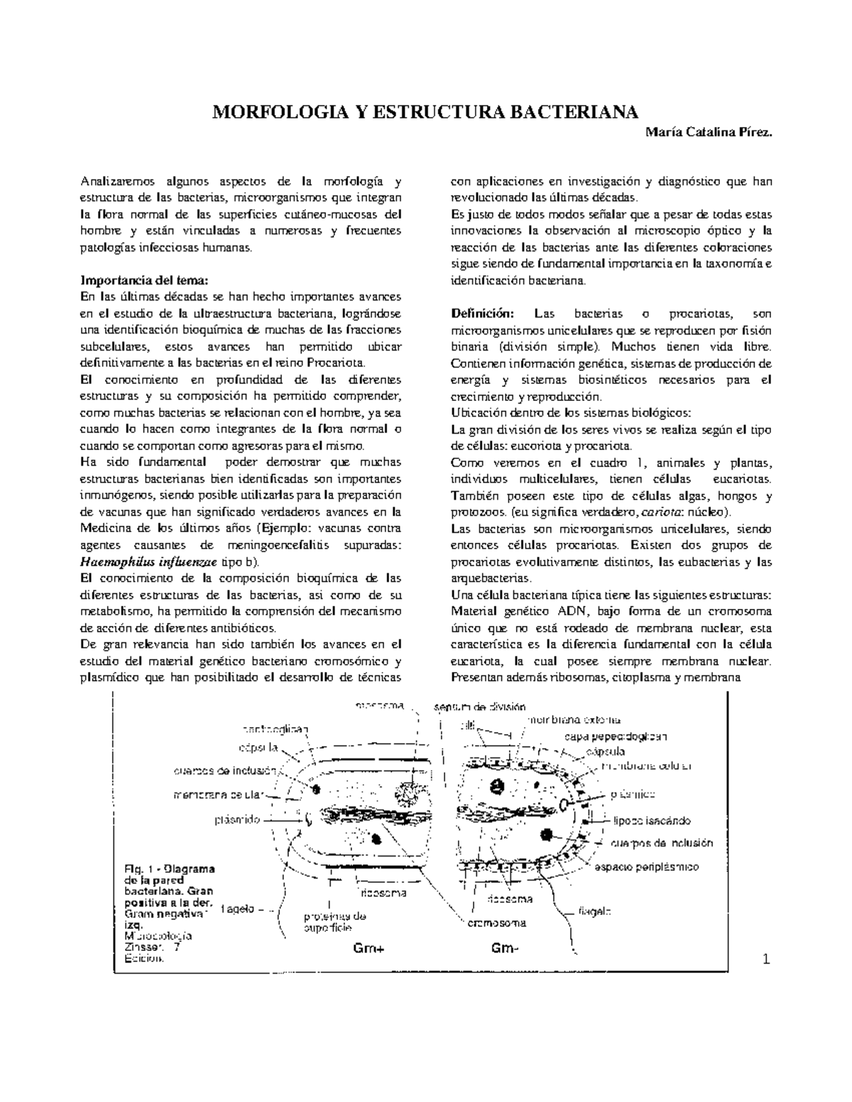 Morfología y Estructura Bacteriana: Análisis Detallado - Studocu