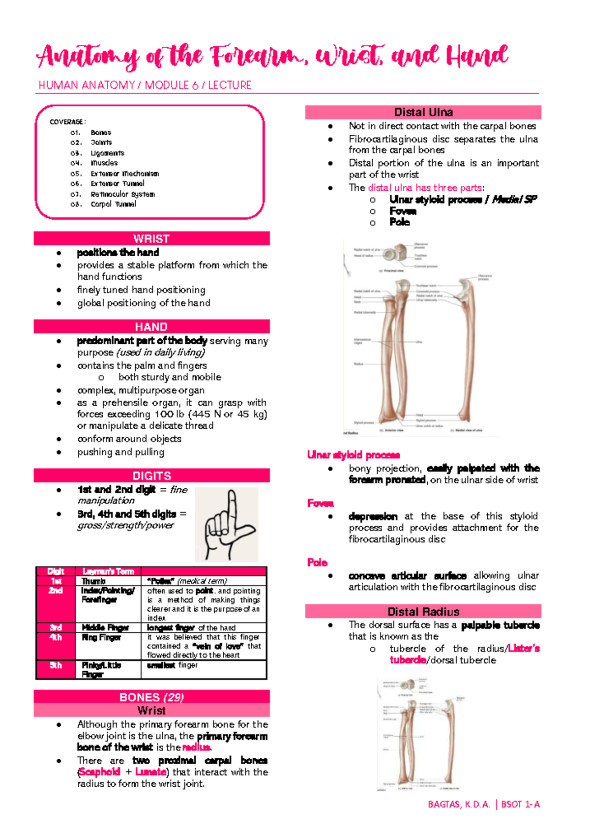 Anatomy of the Forearm, Wrist, and Hand - BSOT 1-A Lecture Notes - Studocu
