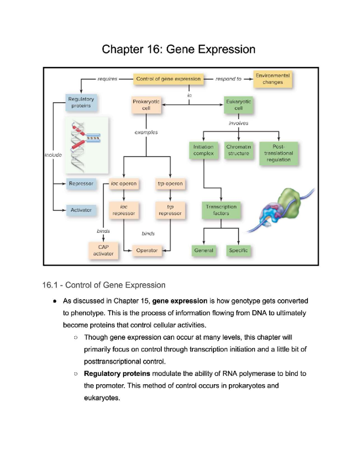 BIO 1203 Final Exam Study Guide on Gene Expression and Regulation ...